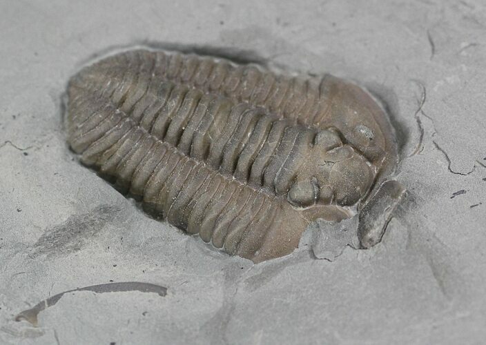 Bargain Flexicalymene Trilobite From Ohio #26736
